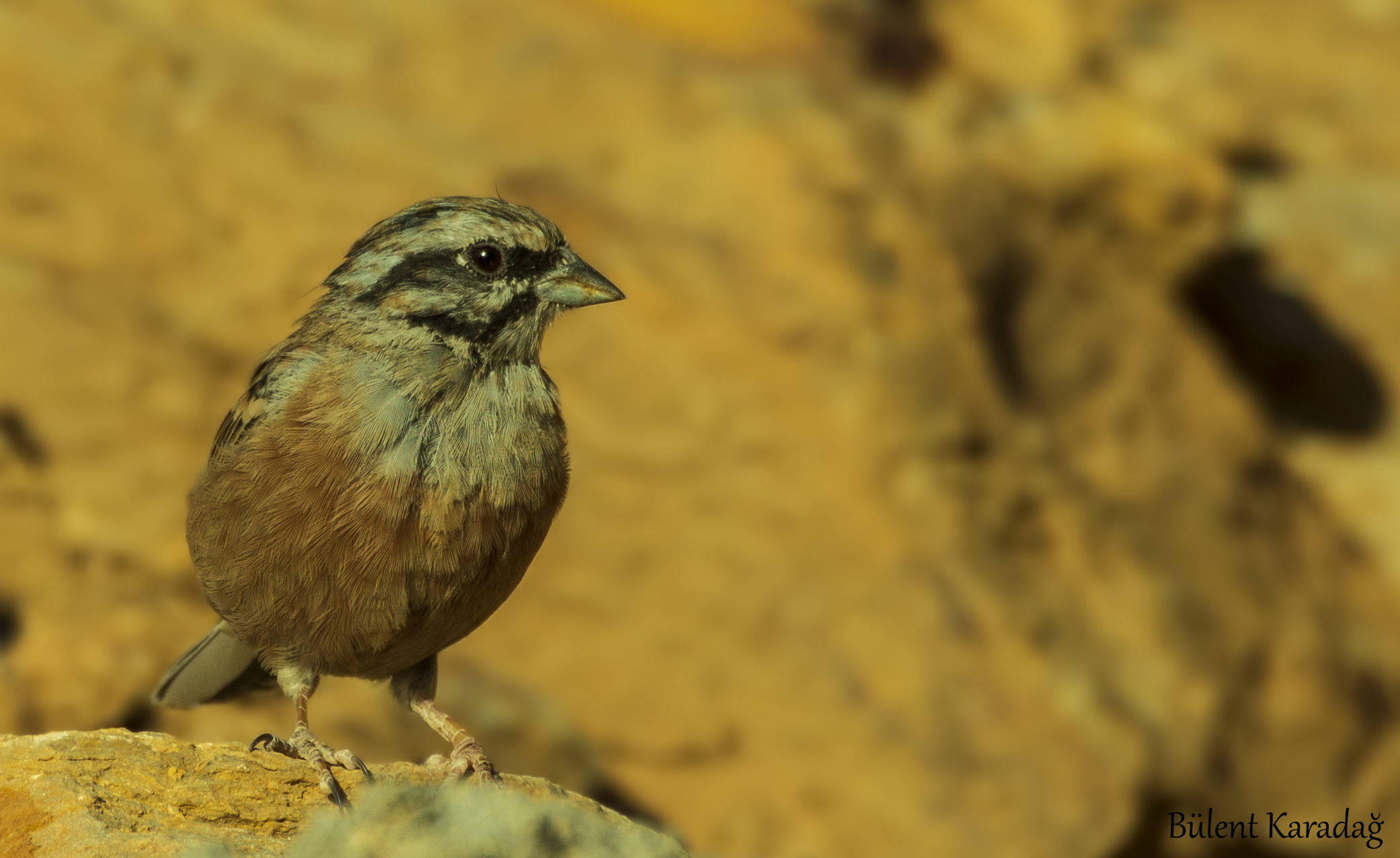 Rock Bunting
